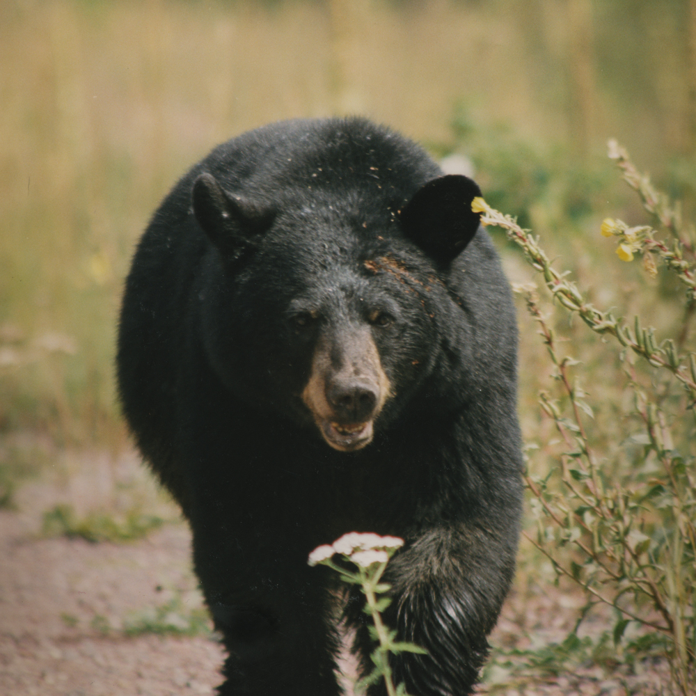 Black Bear, Sleeping Giant Provincial Park, Ontario