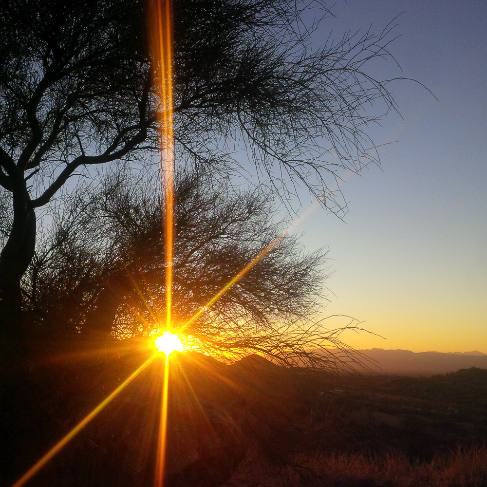 Palo Verde Sunset