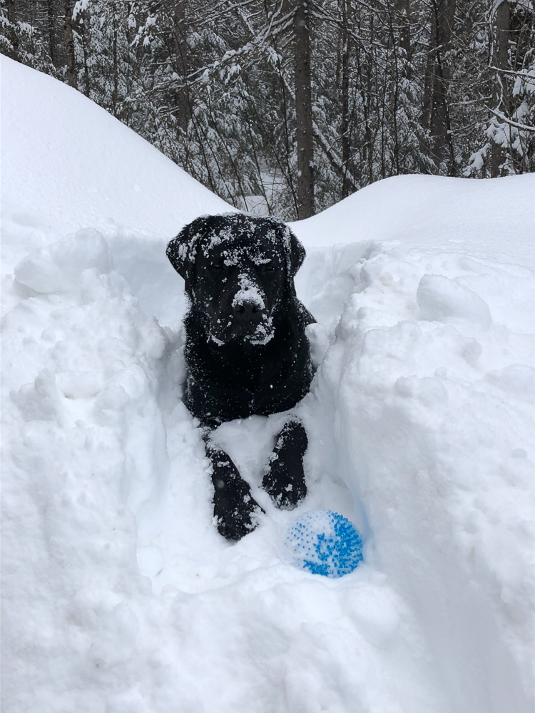 Snowdog1