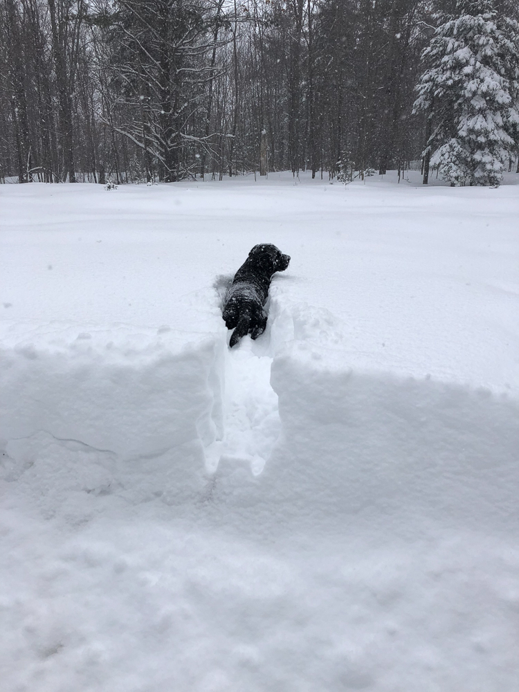 Snowdog3
