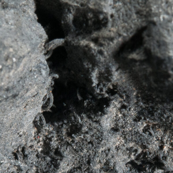 Acanthite ps Argentite - Image 2