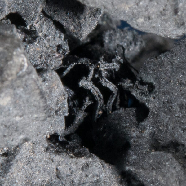 Acanthite ps Argentite - Image 2
