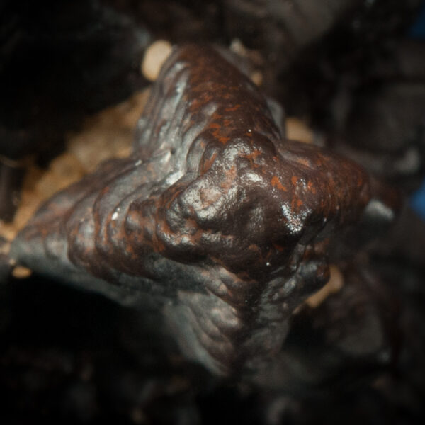 Goethite PS Marcasite - Image 3