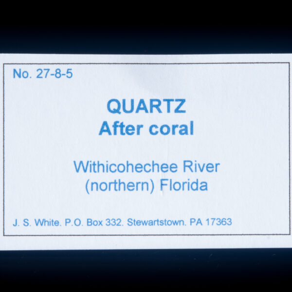 Quartz (after coral) - Image 6