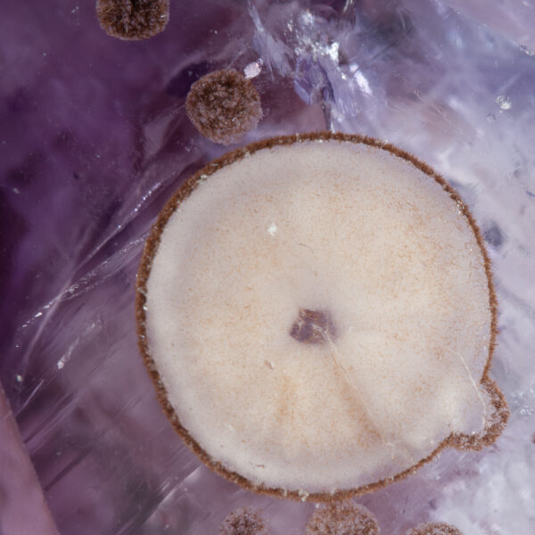 Quartz, var. Amethyst, Cristobalite - Image 4