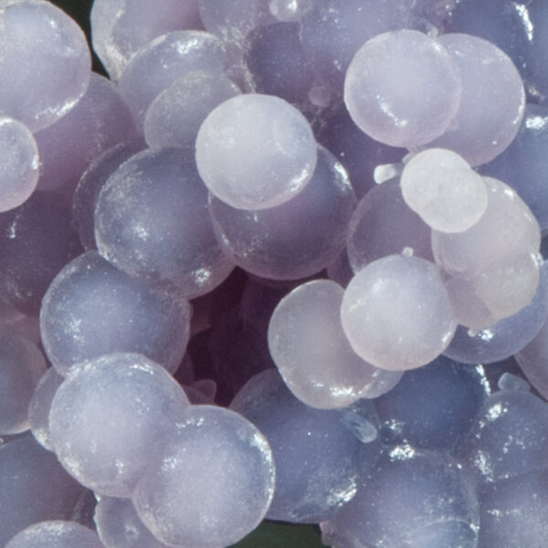 Quartz, var. Amethyst - Image 4