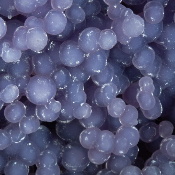 Quartz, var. Amethyst - Image 3